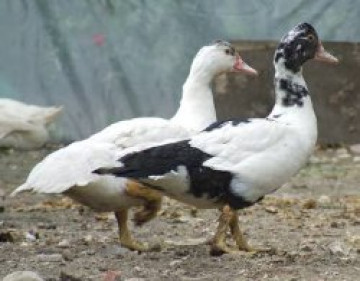 melnik_harsz.jpg