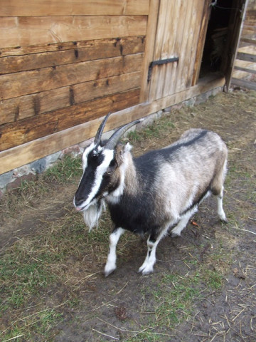2010_0327swieto_wiosny0158.jpg