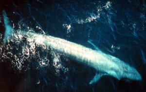 bluewhale877_300x189.jpg